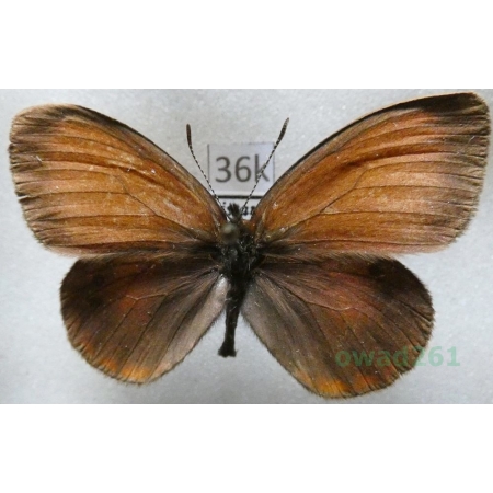 Coenonympha nolckeni Erschoff, 1874 Tadjikistan36k